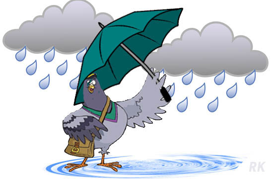 Pigeon in Rain copy